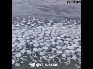 Ледяные «блины», издали напоминающие медуз, появились на реке Оби в Новосибирской области.  Они возн