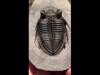 Трилобит  -- Erbenochile от trilobites4u.