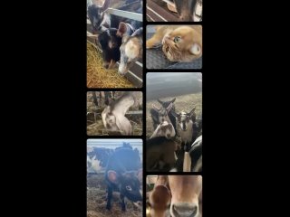 Молочная Эко-Ферма «Земля друзей»tan video