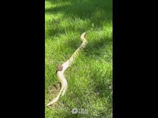 Frog hitches a ride on a snake
