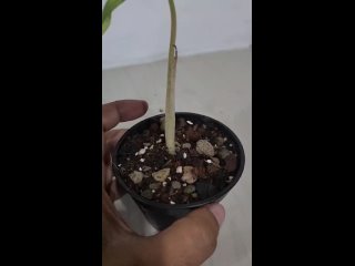 Видео от Комнатные растения | Вариегатные