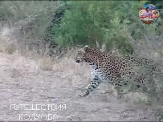 Мама-леопард учит детенышей переходить дорогу