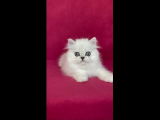 Видео от Murlesk котята