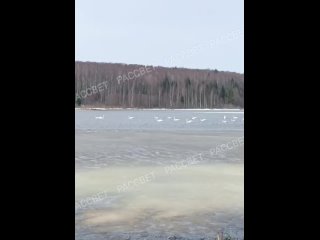Видео Рассвет Лебеди Весна
