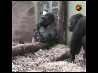 Озорные обезьянки