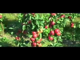 В. Высотский райские яблоки