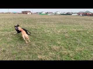 Видео от Салюки КРД: увлекательный мир Персидских борзых