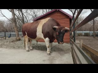 Видео от Барнаульский зоопарк “Лесная сказка“