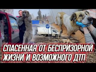 Спасенная от беспризорной жизни и возможного ДТП | Лила