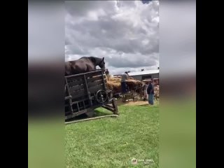 🐎 Применение лошадей на ферме бывает разным