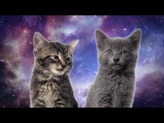 Enjoykin. Space cats - magic fly.