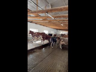 Видео от «КУВШИНКА» - Кувшиновская Молочная Компания