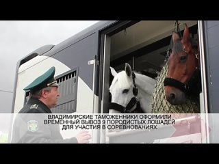 Девять породистых лошадей были вывезены из Владимирской области для участия в соревнованиях