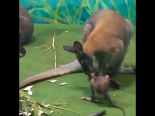 В Екатеринбургском зоопарке размножились кенгуру