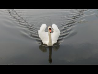 #Черняховск -  Лебедь на замковом озере в Черняховске  - #Инстербург #Insterburg