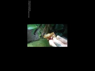Земноводный ультразвук: неслышимый крик лягушекИсследователи из Бразилии впервые зафиксировали использование ультразвука лягу