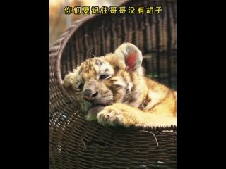 Недавно, в Хэйлунцзянском парке амурских тигров всех встречали тигрята-близнецы, родившиеся в феврале этого года!
