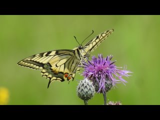 Махаон / Papilio machaon