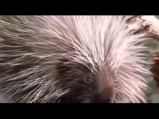 Porcupines are gangsta's