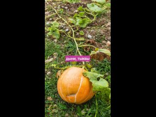Видео от Умный садовник. Курсы садоводства
