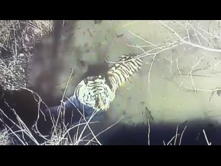 Тигрица, отловленная в Хабаровском крае, пока не вернется в дикую природу