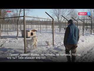 «Парк северных волков». Как в Ленинградской области живут хищники с ямальским характером