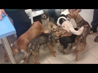 Волонтеры спасли более 10 собак, запертых в квартире в Дзержинске
