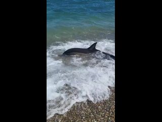 Мертвых и ослабевших дельфинов снова прибивает волнами на Черноморском побережье