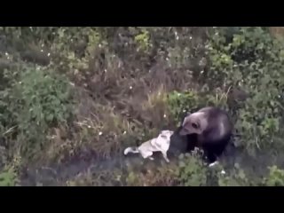 На Камчатке искали пропавшего пёселя а нашли и собакена и медведей.