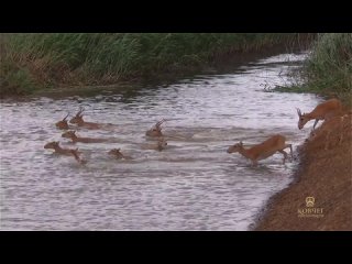 Kalmykia. The kingdom of the saiga. (English version)