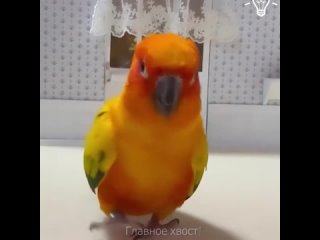 У этoгo пoпyгaя caмaя шикapнaя жизнь 😍 🦜