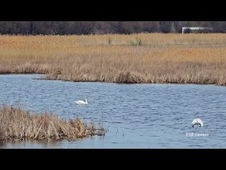 Лебедь на озере возле села Белозерки