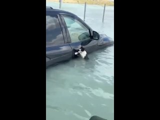 Видео от Московские новости