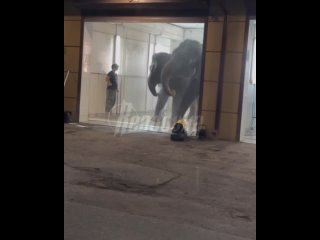Во Владикавказе слоны приняли банные процедуры на глазах у завороженной толпы
