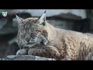 Муд на сегодня: рысь Марта из Казанского зооботсада