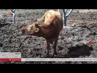 В республике проходит вакцинация крупнорогатого скота от ящура
