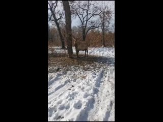 Благородного оленя, попавшего в браконьерскую петлю, спасли сотрудники охотнадзора