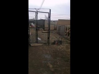 Оренбуржцы привозят корм в приюты для пострадавших от паводка животных