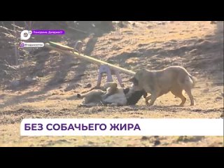 Зоозащитники выступили против продажи в Артёме «барнаульского» собачьего жира.mp4