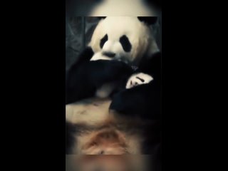 мама-панда и её детёнышь