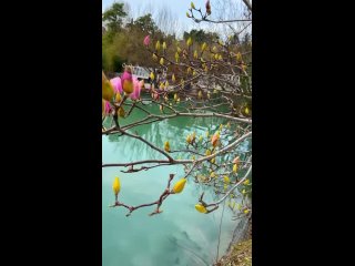 В Сочи уже расцвела красавица магнолия  Снято сегодня в парке Южные культуры в АдлереС добрым утромВсем хорошего дня и вых