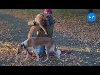 Юта и Рыжуля, прогулка спасенных собак осень 2020