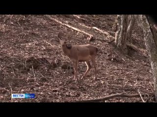 🦌Начинаем рабочую неделю с милых новостей: как попасть в страну оленью ?