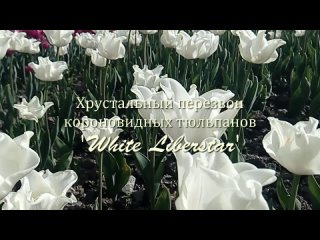 Хрустальный перезвон короновидных тюльпанов на 17 Параде тюльпанов в Никитском ботаническом саду