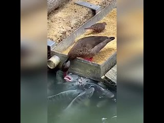 Утка кормит рыбку, как это мило 😃