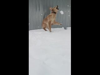 Золотистый ретривер играет в снегу