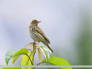 Песня лесного конька (Anthus trivialis)