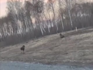 На трассе Омск-Тара в районе Евгащино заметили лосей!