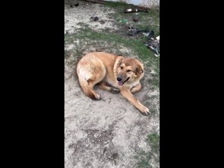 Video by Отлов собак Пенза .  Помощь животным .