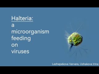 Halteria a microorganism feeding on viruses